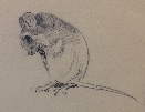 Mice.1.Archibald Thorburn