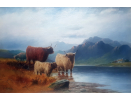 J.D.Liddell_Highland_cattle J.D.Liddell_Highland_cattle