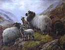 Robert Watson - Sheep in Highlands Robert Watson - Sheep in Highlands